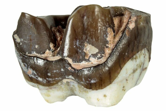 Fossil Running Rhino (Hyracodon) Molar - South Dakota #300378